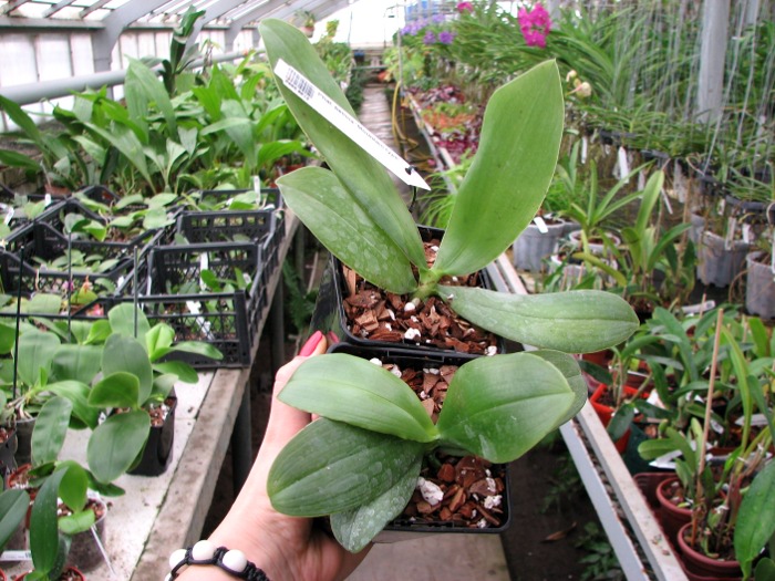 Phalaenopsis bellina 'Mountain type'.JPG