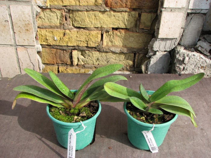 Paphiopedilum delenatii x Paphiopedilum Deena Nicol 'In-Charm'.JPG