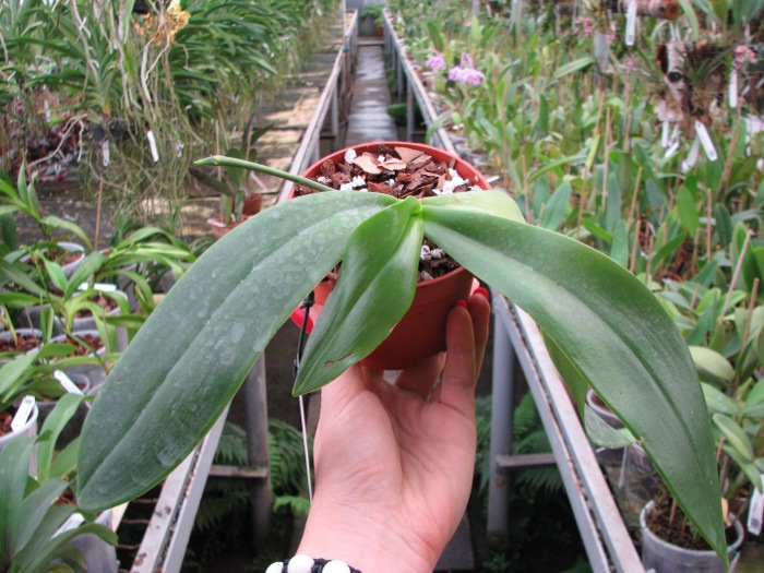 Phalaenopsis David Lim (P. amboinensis x P. gigantea).JPG