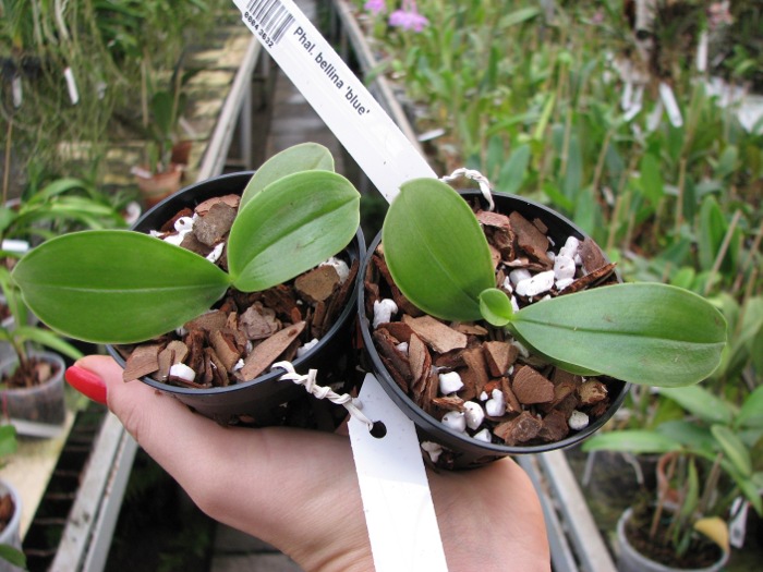 Phalaenopsis bellina 'blue'.JPG