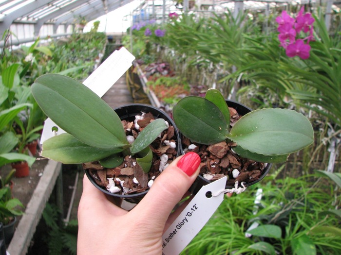 Phalaenopsis Brother Glory 'G-12'.JPG