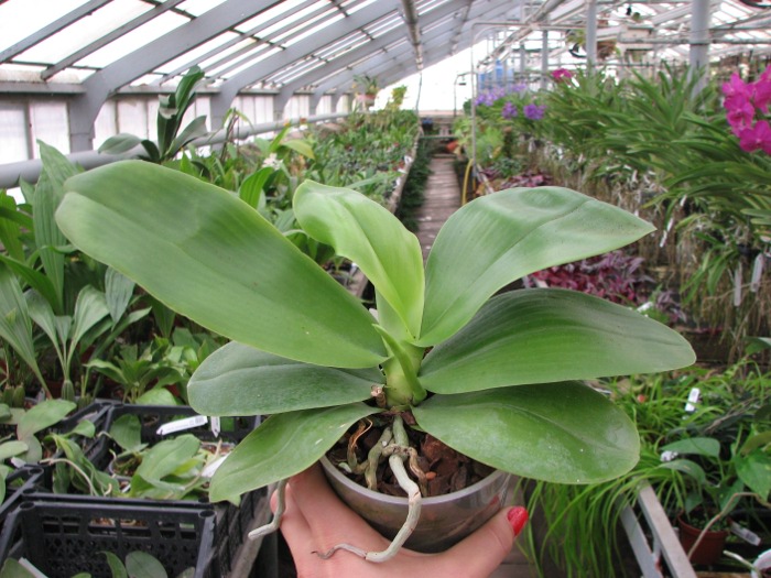 Phalaenopsis Liodoro (Phalaenopsis Deventeriana x Phalaenopsis violacea).JPG