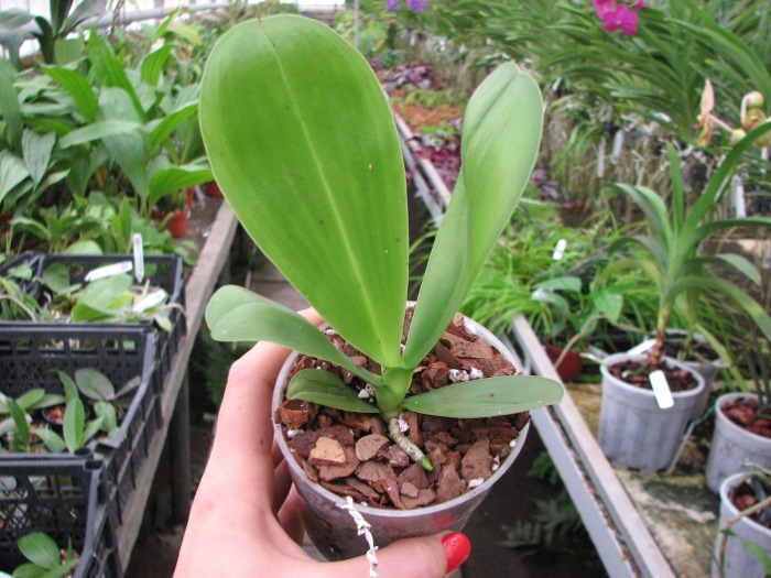 Phalaenopsis Hannover Passion.JPG