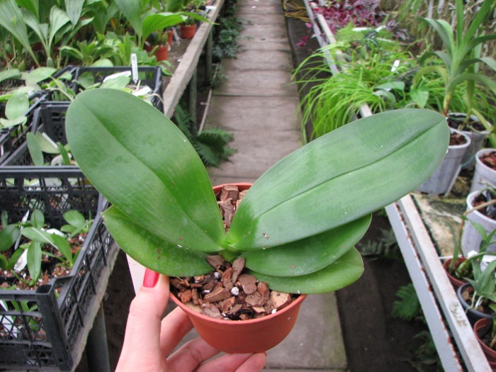 Phalaenopsis Mituo Sun x Phalaenopsis Prima B.B..JPG