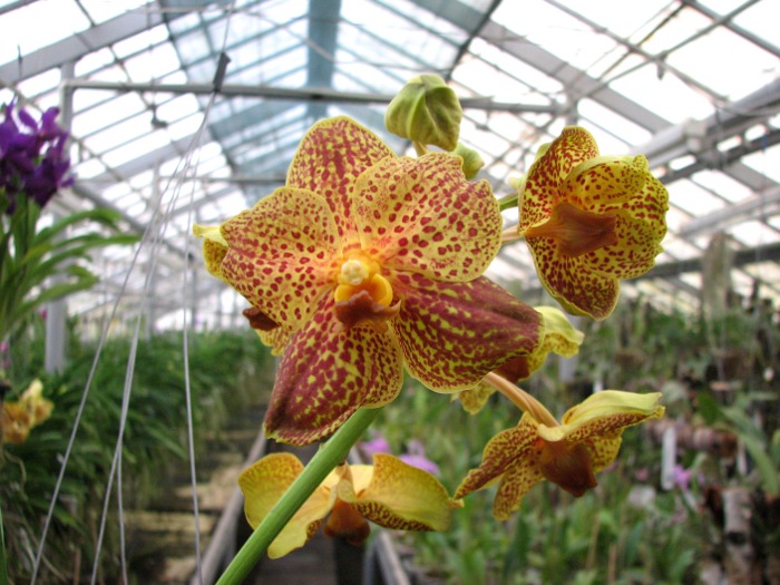 Vanda Vivan x Ascocenda Suksamran Gold.JPG