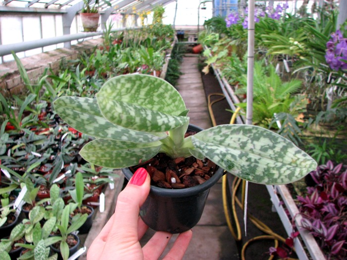 Paphiopedilum Maudiae alba.JPG