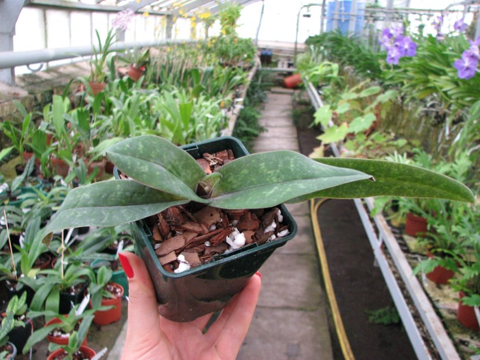Paphiopedilum bellatulum.JPG