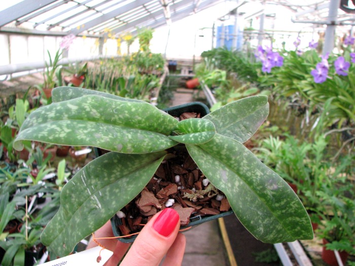 Paphiopedilum concolor.JPG