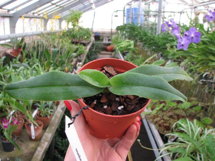 Paphiopedilum hangianum.JPG