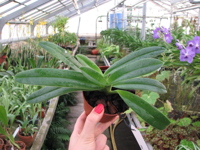 Paphiopedilum Phips.JPG