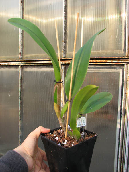 Cattleya Moscombe x Brassolaeliocattleya Ports of Paradise 'Emerald Isle' x Brassavola digbyana 'Mr Pig'.jpg
