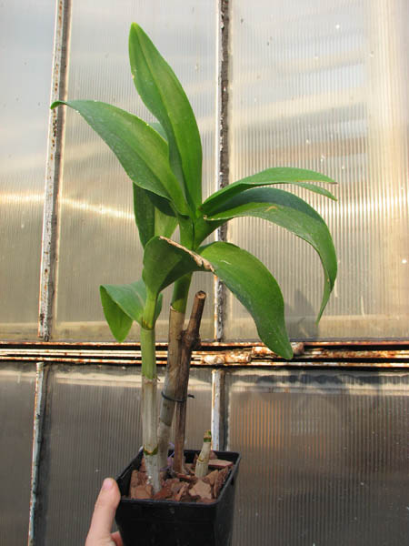 Dendrobium Nopporn Starbright.jpg