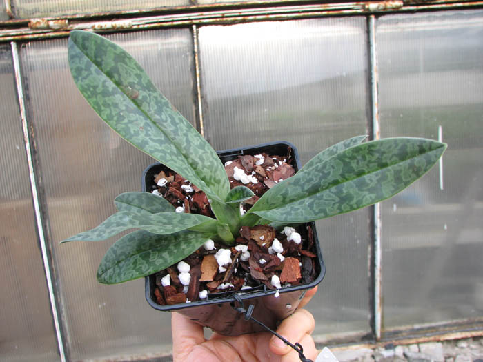 Paphiopedilum venustum alba.jpg