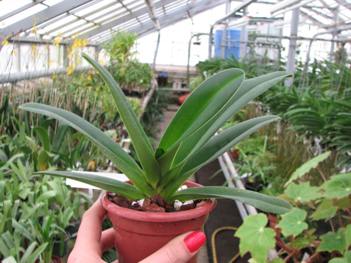 Paphiopedilum druryi.JPG