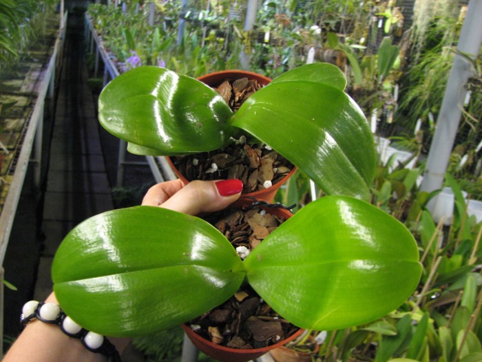 Phalaenopsis Mituo Sun x Phalaenopsis Prima B.B..JPG