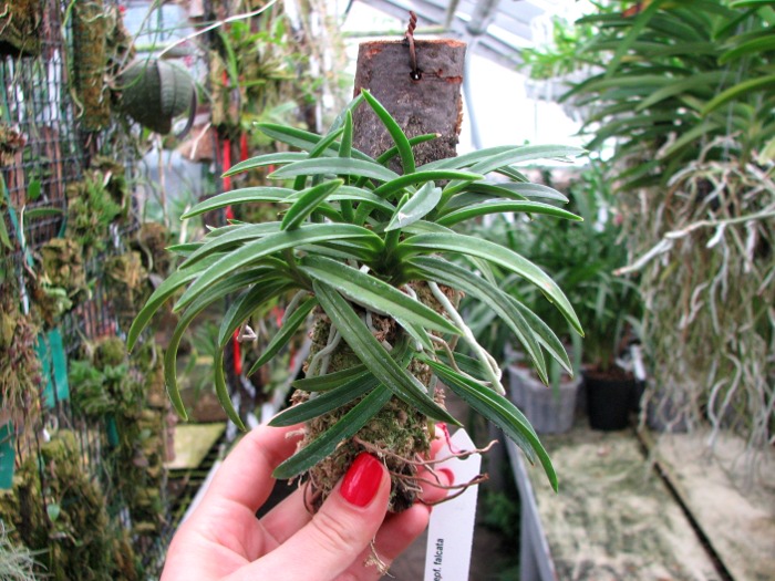 Neofinetia falcata.JPG