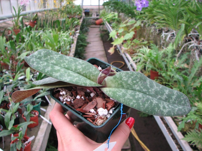 Paphiopedilum bellatulum.JPG