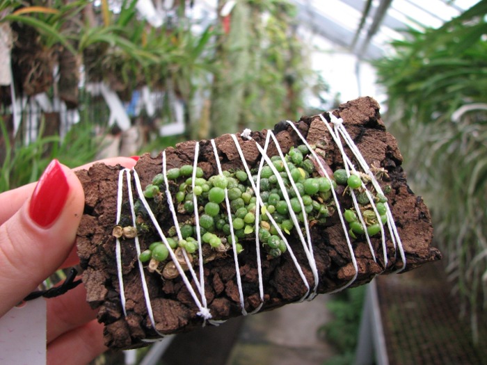 Bulbophyllum moniliforme.JPG