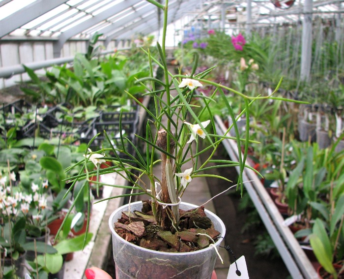 Dendrobium carinatum.JPG