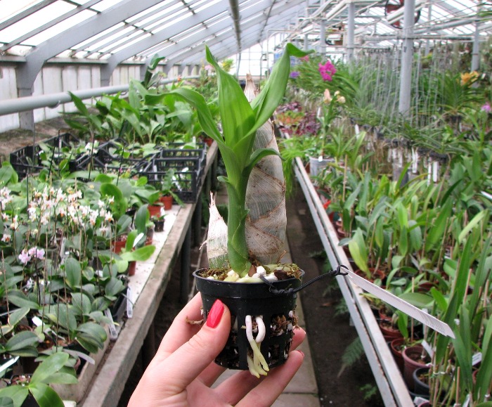 Catasetum pileatum hybrid.JPG