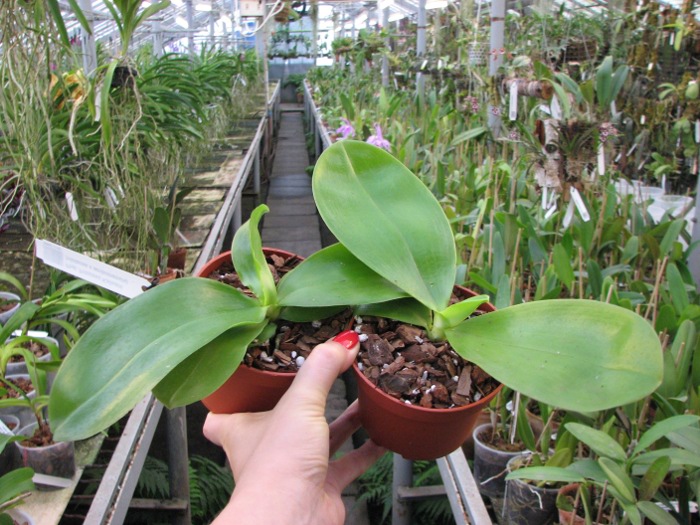 Phalaenopsis Princess Kailuani (violacea x amboinensis).JPG