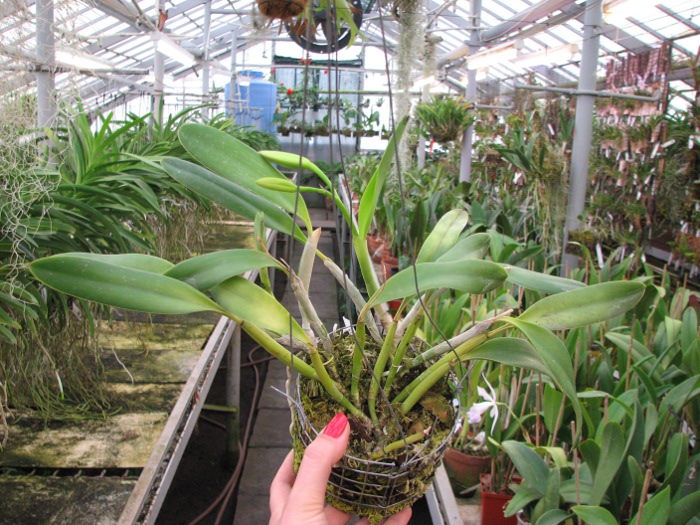 Laelia pumila.JPG