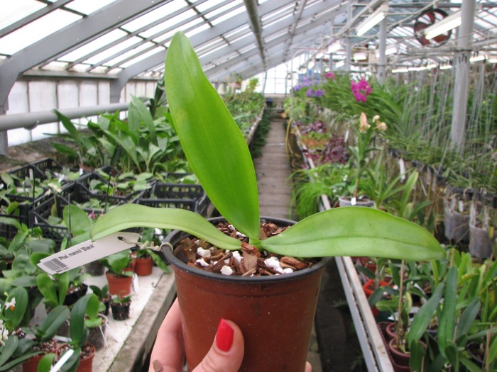 Phalaenopsis mannii 'Black'.JPG