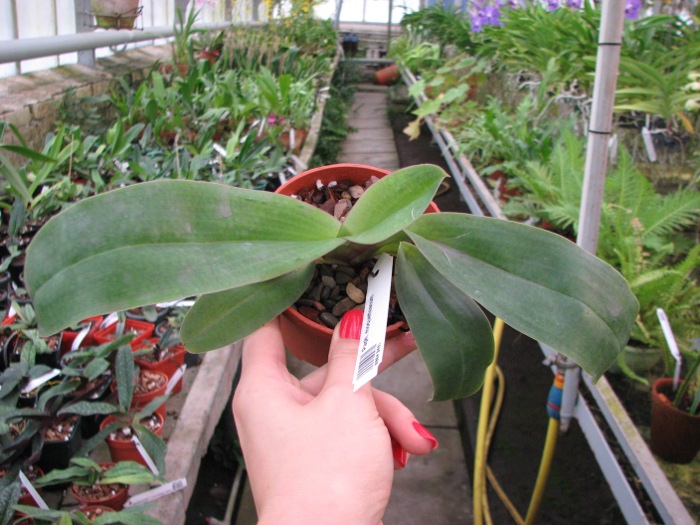 Paphiopedilum moquetteanum.JPG