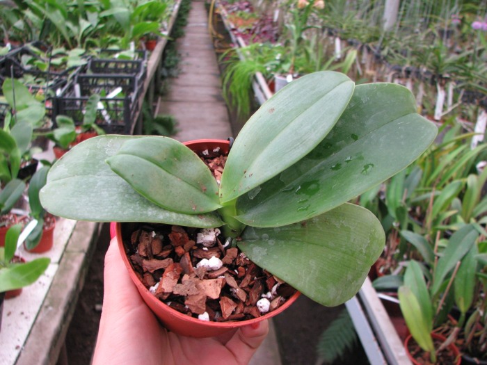 Phalaenopsis Mok Choi Yew (gigantea x violacea).JPG