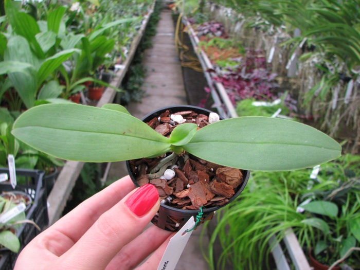 Phalaenopsis Orchid World.JPG