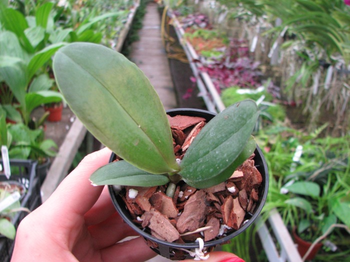 Phalaenopsis Brother Glory 'G-12'.JPG