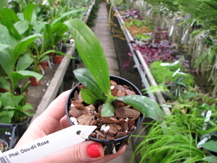 Phalaenopsis Dou-dii Rose.JPG