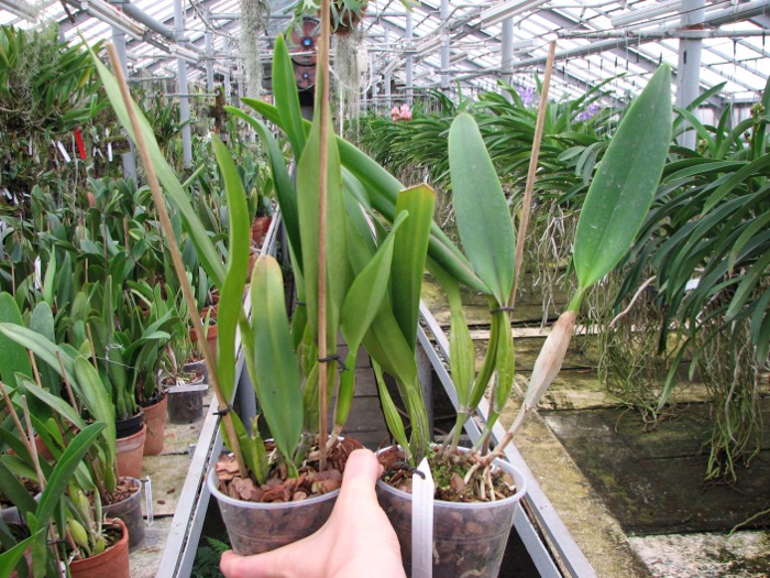 Laeliocattleya Canhamiana coerulea 'Azure Skies' (C. mossiae x L. purpurata).JPG
