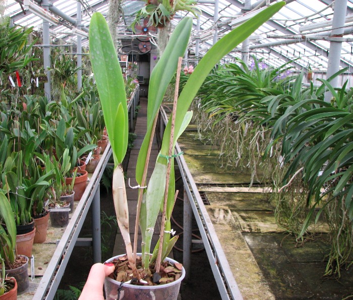 Laeliocattleya Canhamiana semi-alba.JPG