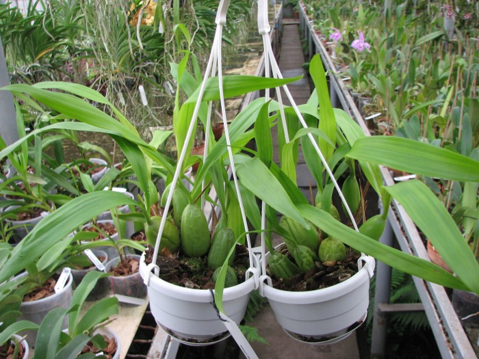 Coelogyne cristata.JPG