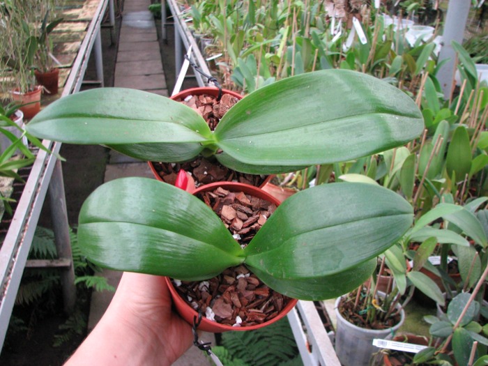 Phalaenopsis Mituo Sun x Phalaenopsis Prima B.B..JPG