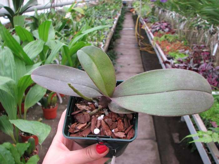 Doritaenopsis Changzhi Pearl.JPG