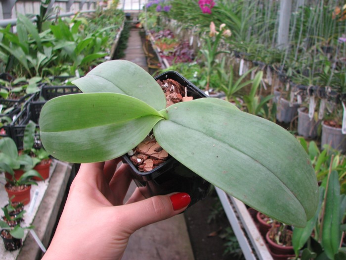 Phalaenopsis gigantea.JPG