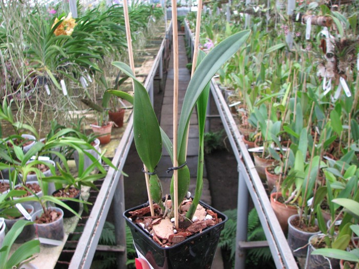 Brassolaeliocattleya Don De Michaels 'Z995' x Brassavola digbyana 'Mr. Pig'.JPG