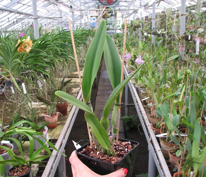 Cattleya Moscombe x Brassolaeliocattleya Ports of Paradise 'Emerald Isle' x Brassavola digbyana 'Mr. Pig'.JPG