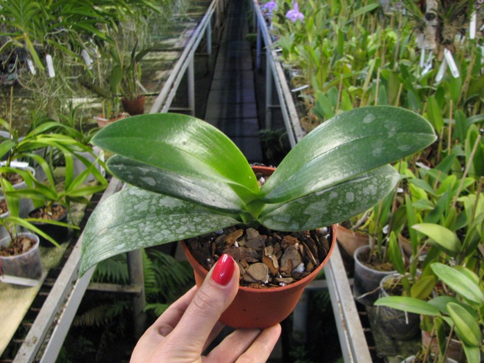 Doritaenopsis Taisuco Micky.JPG