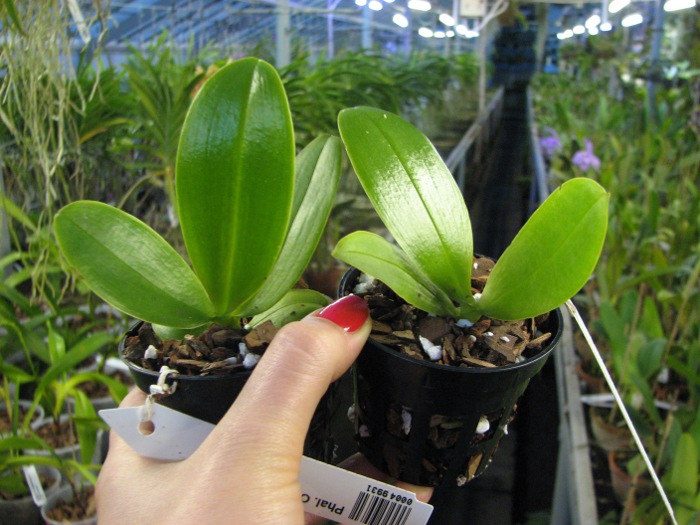 Phalaenopsis Orchid World.JPG