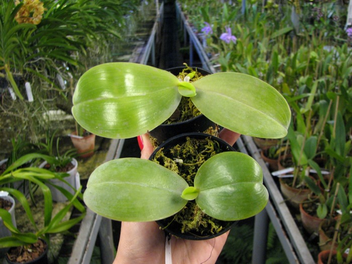 Phalaenopsis KS Happy Eagle.JPG