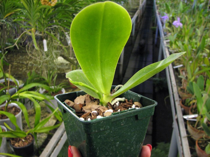 Phalaenopsis (Gelblieber x mariae).JPG