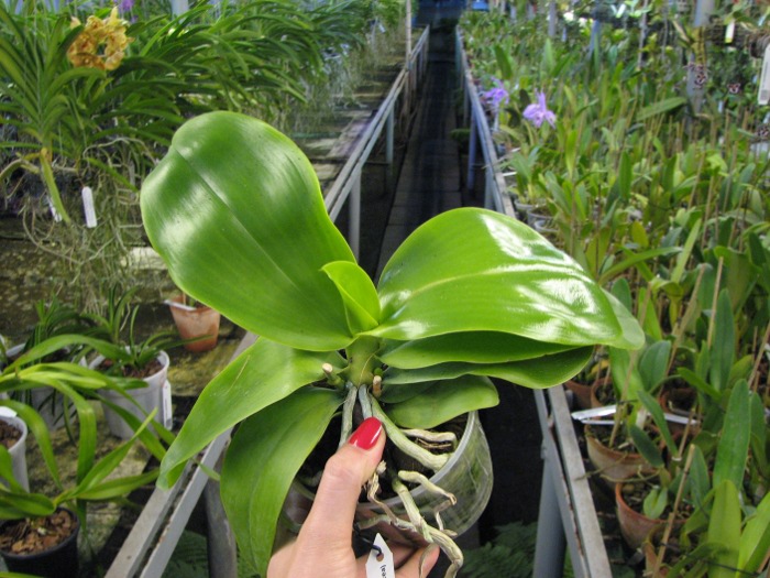 Phalaenopsis Liodoro (Phalaenopsis Deventeriana x Phalaenopsis violacea).JPG