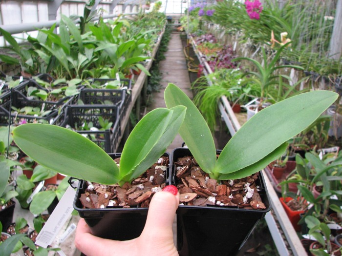 Phalaenopsis Natasha 'Aiko'.JPG
