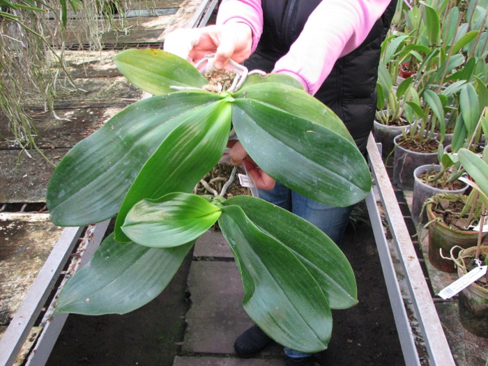 Phalaenopsis David Lim (P. amboinensis x P. gigantea).JPG
