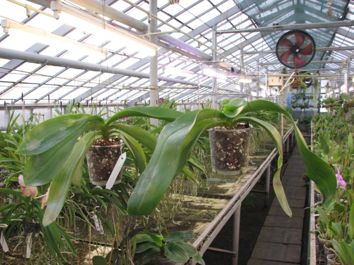 Phalaenopsis Joey (gigantea x lueddemanniana).JPG