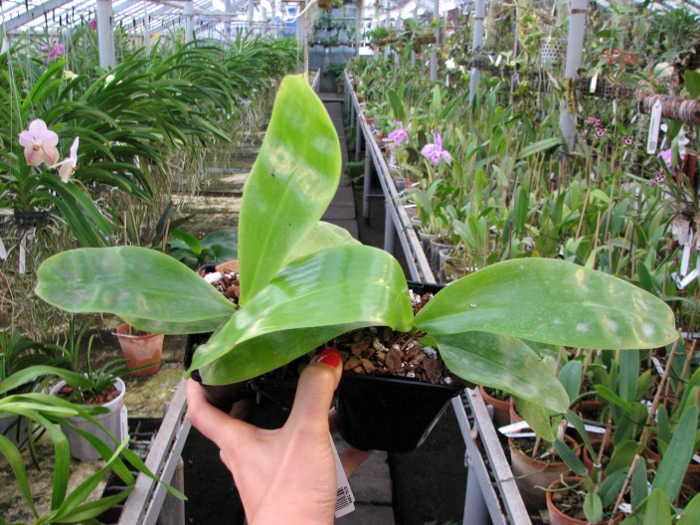 Phalaenopsis violacea 'Red'.JPG