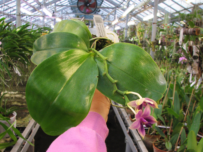 Phalaenopsis Samera 'Blue'.jpg